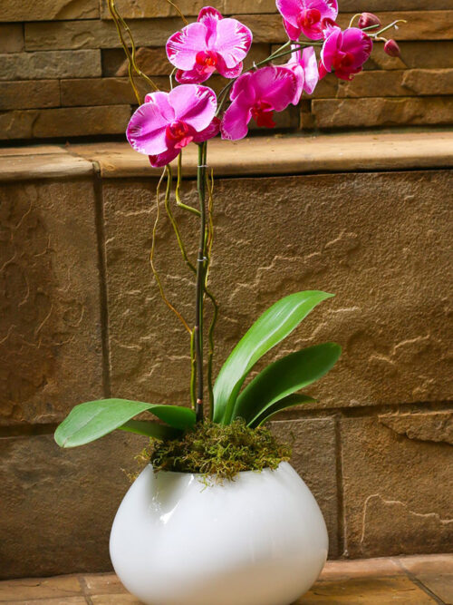 Pink Orchid (vase may differ)